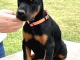 Orji̇nal Kan Doberman