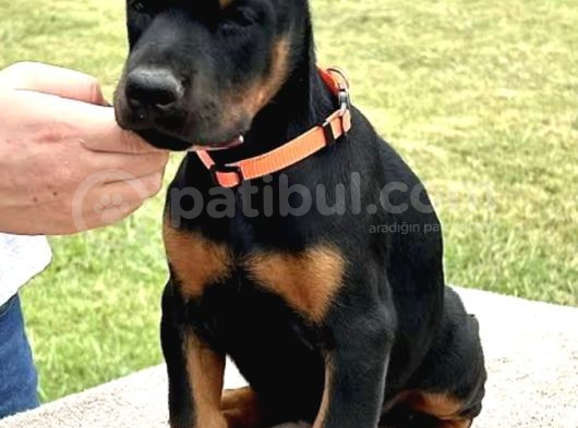 Orji̇nal Kan Doberman görsel