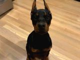 Orji̇nal Kan Doberman