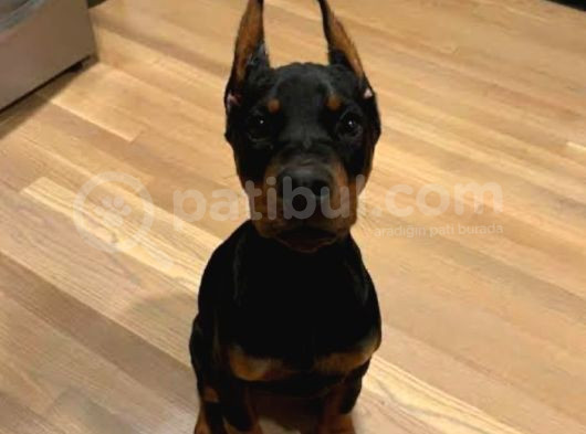 Orji̇nal Kan Doberman görsel