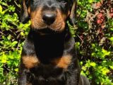 Orji̇nal Kan Doberman