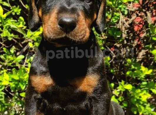 Orji̇nal Kan Doberman görsel