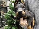 ORJİNAL KAN DOBERMAN