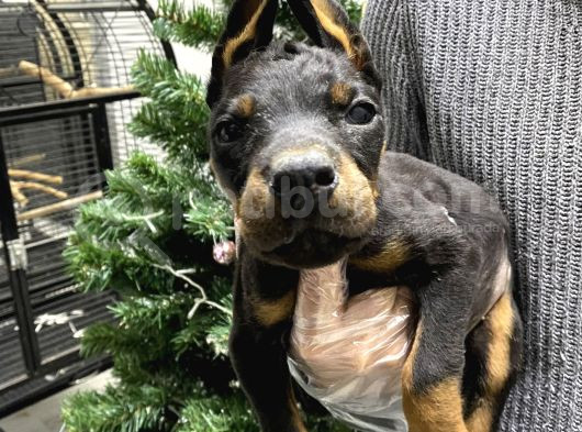 Orji̇nal Kan Doberman