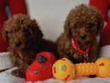 KARAMEL TOY POODLE YAVRULAR