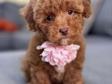 TOY POODLE YAVRULAR