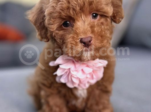 Toy Poodle Yavrular