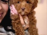 Toy Poodle Yavrular