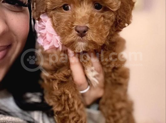 Toy Poodle Yavrular görsel