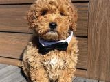 Apricot renk Toy Poodle Bebekler