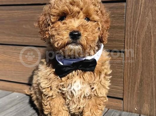 Apricot Renk Toy Poodle Bebekler