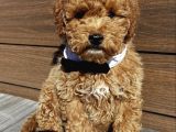 Apricot Renk Toy Poodle Bebekler