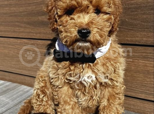 Apricot Renk Toy Poodle Bebekler görsel