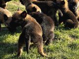 İrk Ve Saglik Garantili Malinois Yavrular