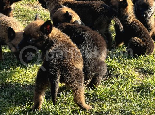 İrk Ve Saglik Garantili Malinois Yavrular görsel