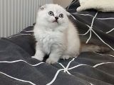 IRK VE SAĞLİK GARANTİLİ YAVRULARIMIZ