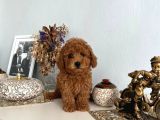 Tooy Poodle Cinsi Yavrular Dişi Erkek Mevcuttur