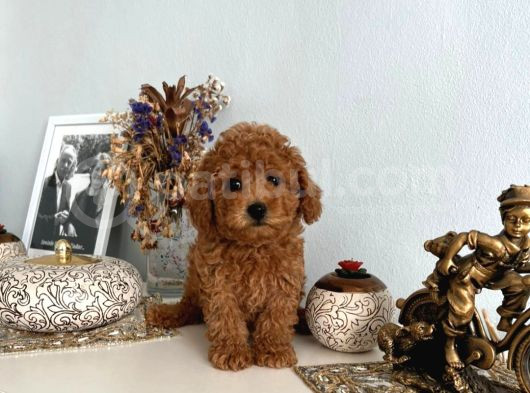 Tooy Poodle Cinsi Yavrular Dişi Erkek Mevcuttur görsel