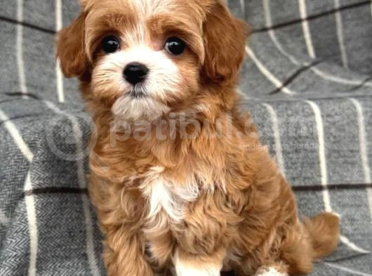 Maltipo Cinsi Yavrular Kahve Tonlu Mini Boy Puppy görsel