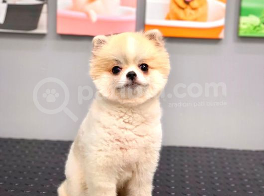 Efsane Güzellikte 8 Aylık Dişi Teacup Pomeranian Boo görsel