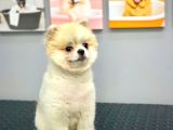 Efsane Güzellikte 8 Aylık Dişi Teacup Pomeranian Boo