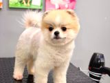 Efsane Güzellikte 8 Aylık Dişi Teacup Pomeranian Boo