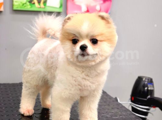 Efsane Güzellikte 8 Aylık Dişi Teacup Pomeranian Boo görsel