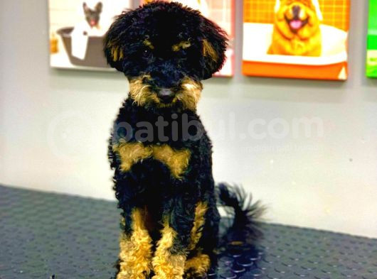 Muhteşem Güzellikte Phantom Poodle Erkek Yavrumuz