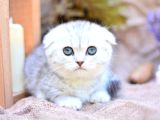 Gümüş Çizgili NS24 Scottishfold Shorthair