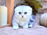 Gümüş Çizgili Ns24 Scottishfold Shorthair