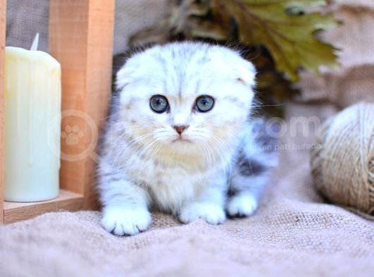 Gümüş Çizgili Ns24 Scottishfold Shorthair görsel