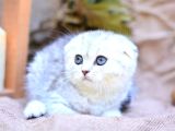 Gümüş Çizgili Ns24 Scottishfold Shorthair