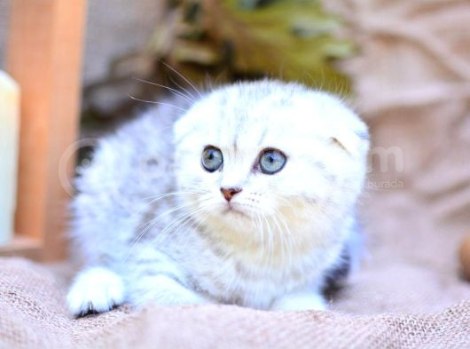 Gümüş Çizgili Ns24 Scottishfold Shorthair görsel