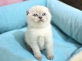 Pamuk Tüylü Blue Point Scottish Fold Yavrumuz