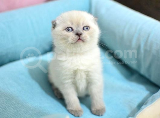 Pamuk Tüylü Blue Point Scottish Fold Yavrumuz görsel