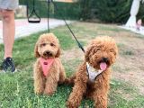 2 Aylık Toy Poodle
