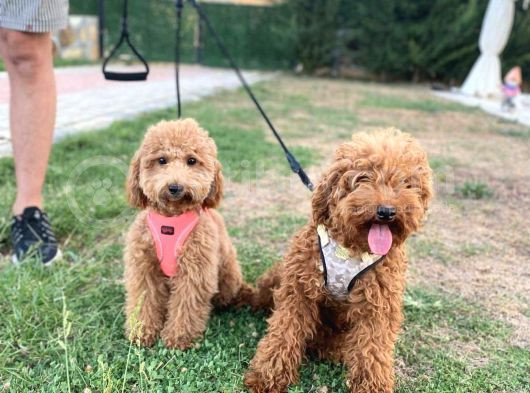 2 Aylık Toy Poodle görsel
