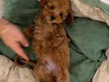 2 aylık Toy Poodle