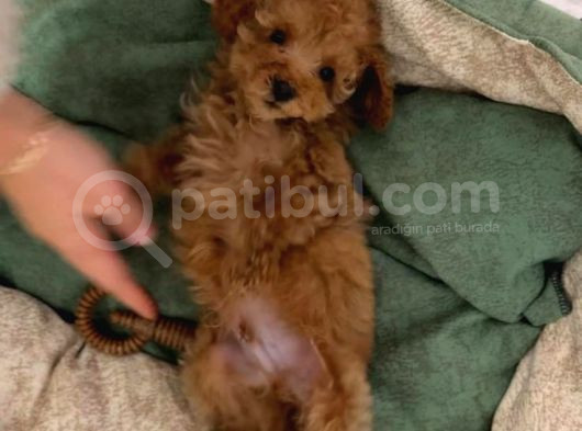 2 Aylık Toy Poodle