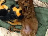 2 Aylık Toy Poodle