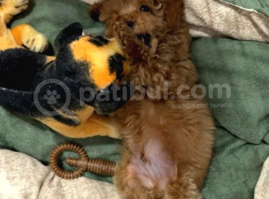 2 Aylık Toy Poodle görsel