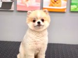 Teacup 10 Aylik Di̇şi̇ Pomerani̇an Boo