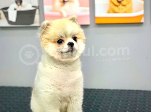 Teacup 10 Aylik Di̇şi̇ Pomerani̇an Boo görsel