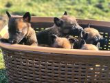İrk Ve Saglik Garantili Malinois Yavrular