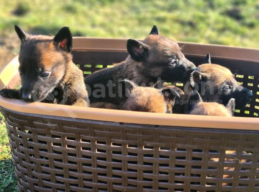 İrk Ve Saglik Garantili Malinois Yavrular görsel