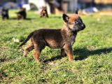 İrk Ve Saglik Garantili Malinois Yavrular