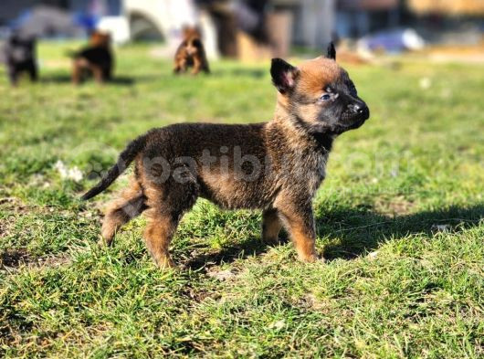 İrk Ve Saglik Garantili Malinois Yavrular görsel