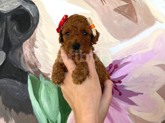 Sağlık Irk Garantili Toy Poodle Yavrularımız görsel