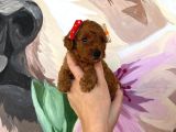 Sağlık Irk Garantili Toy Poodle Yavrularımız