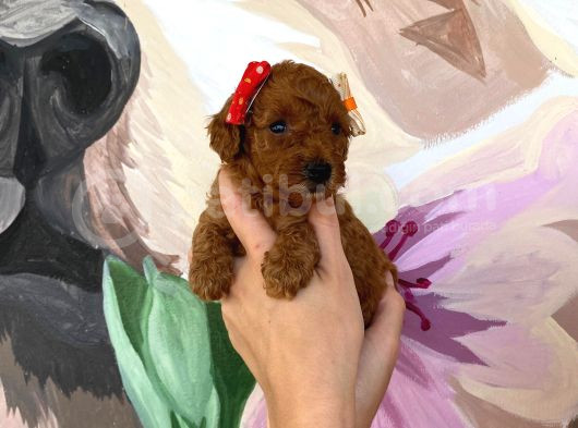 Sağlık Irk Garantili Toy Poodle Yavrularımız görsel